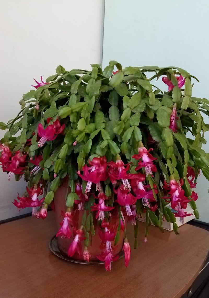 仙人指花（揭秘仙人指花的花语及其象征意义）