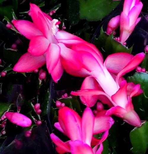 仙人指花（揭秘仙人指花的花语及其象征意义）
