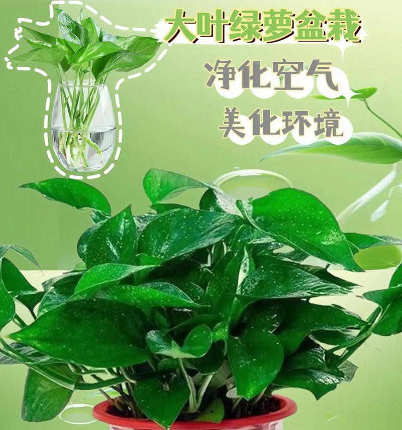 绿萝的花语及其意义（揭示绿萝所传递的秘密语言）