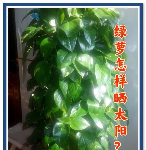 绿萝的花语及其意义（揭示绿萝所传递的秘密语言）
