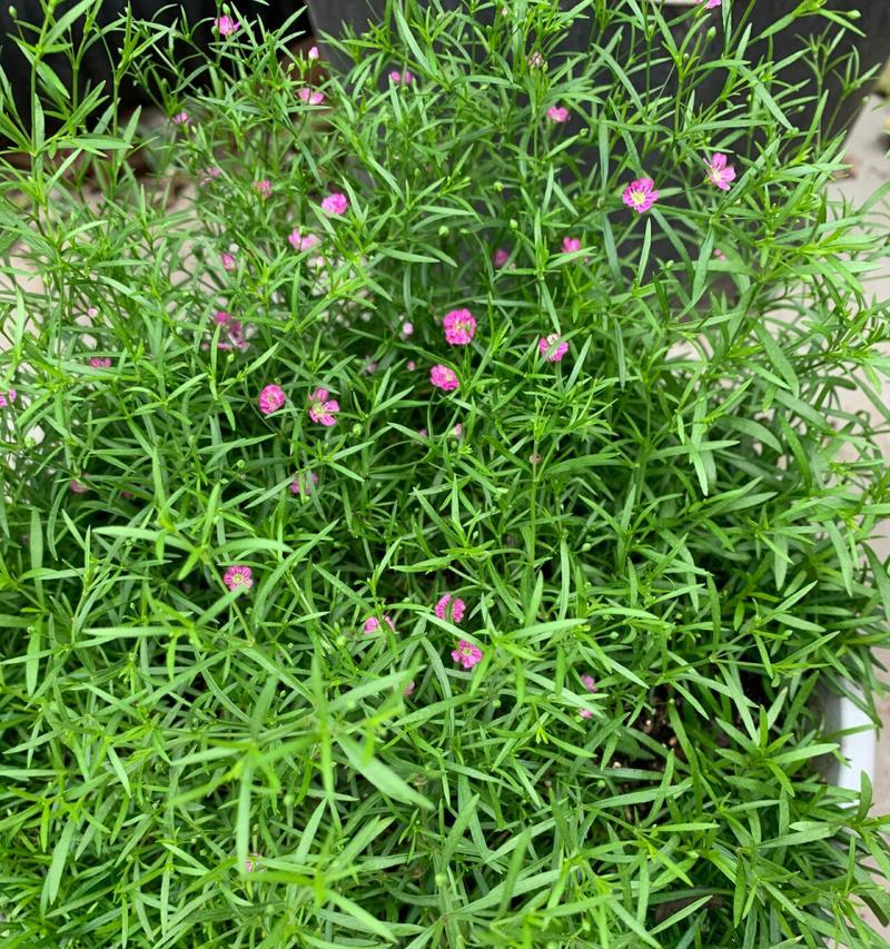 吉普赛满天星花语（以花开的声音）