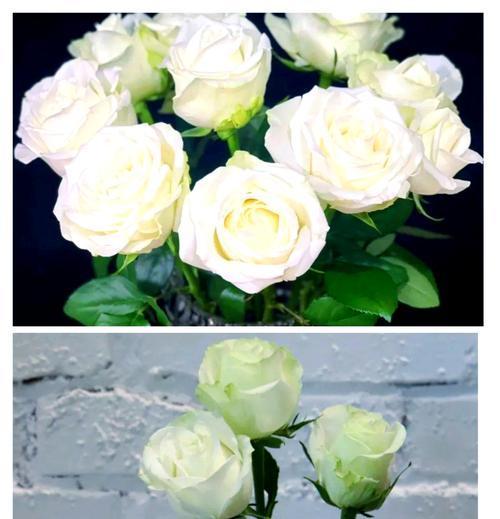 白色玫瑰的花语——纯洁与无暇（探寻白色玫瑰的美丽寓意）