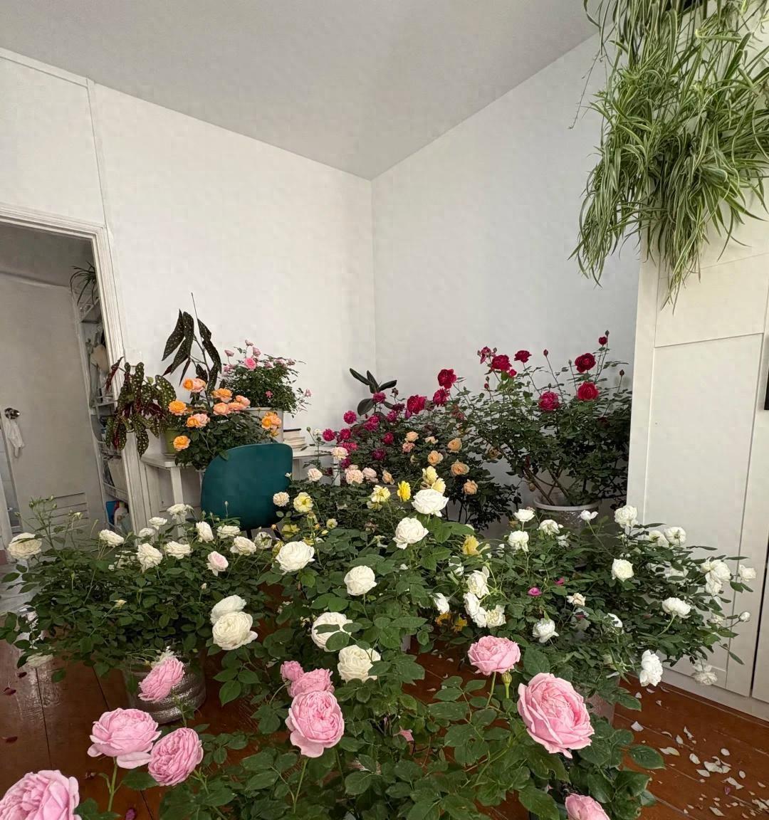 男子吐槽老婆养花“搞得像灵堂，占地又难看”，网友：你审美堪忧