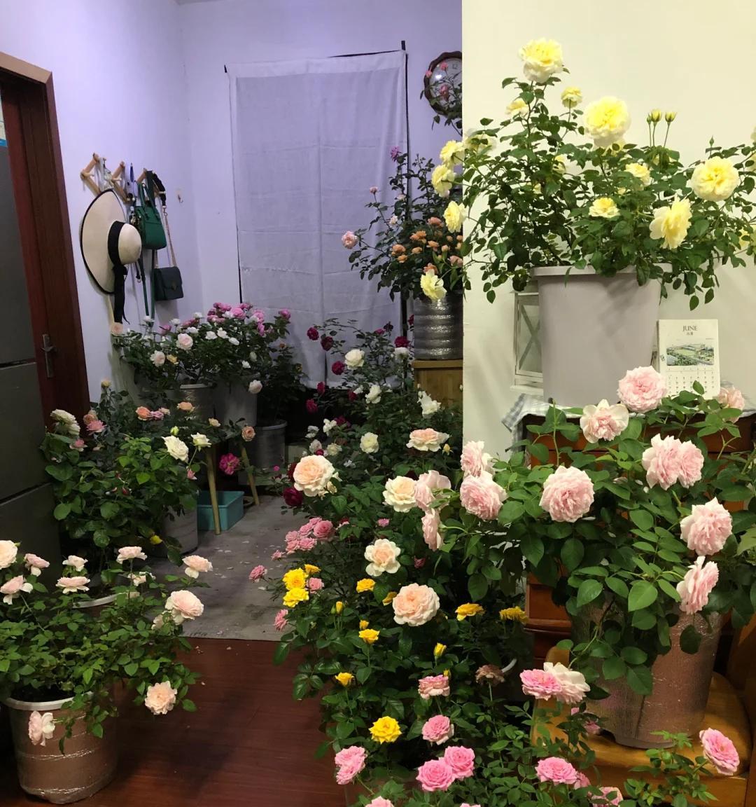 男子吐槽老婆养花“搞得像灵堂，占地又难看”，网友：你审美堪忧