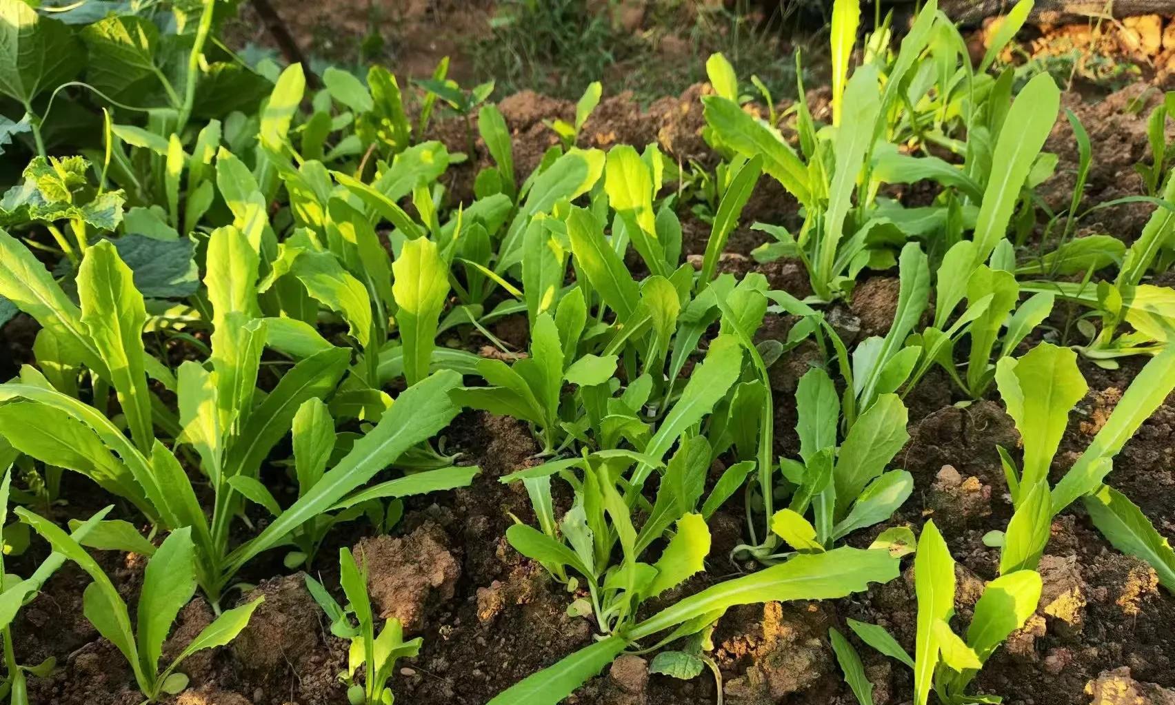 白露将到！不管南方北方，这些秋季蔬菜要抓紧种，错过再等一年
