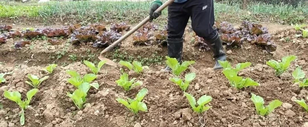 草甘膦、草铵膦哪个灭草更好？90%的人都用错了，难怪次次打不死