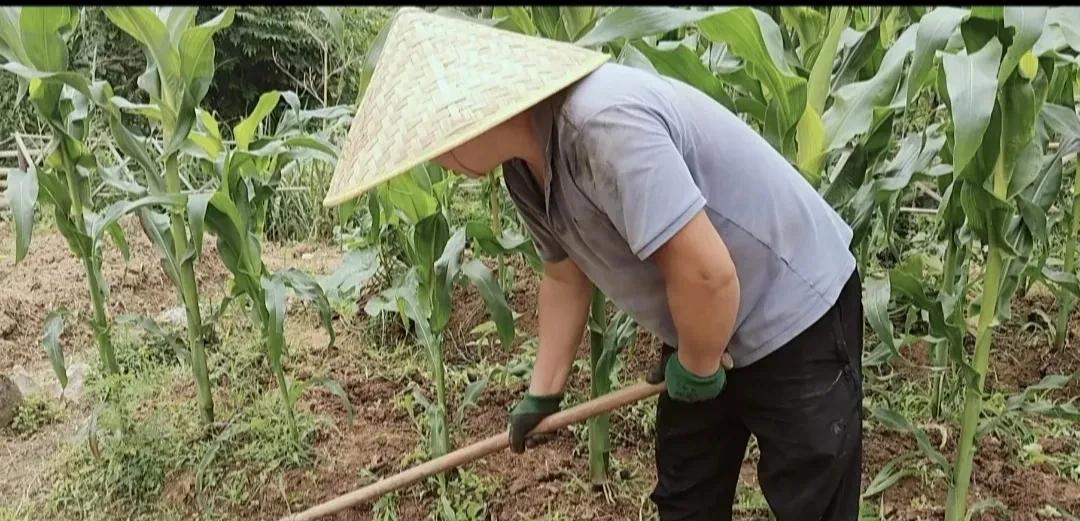 草甘膦、草铵膦哪个灭草更好？90%的人都用错了，难怪次次打不死