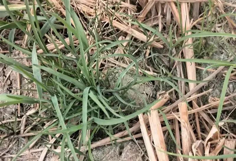草甘膦、草铵膦哪个灭草更好？90%的人都用错了，难怪次次打不死