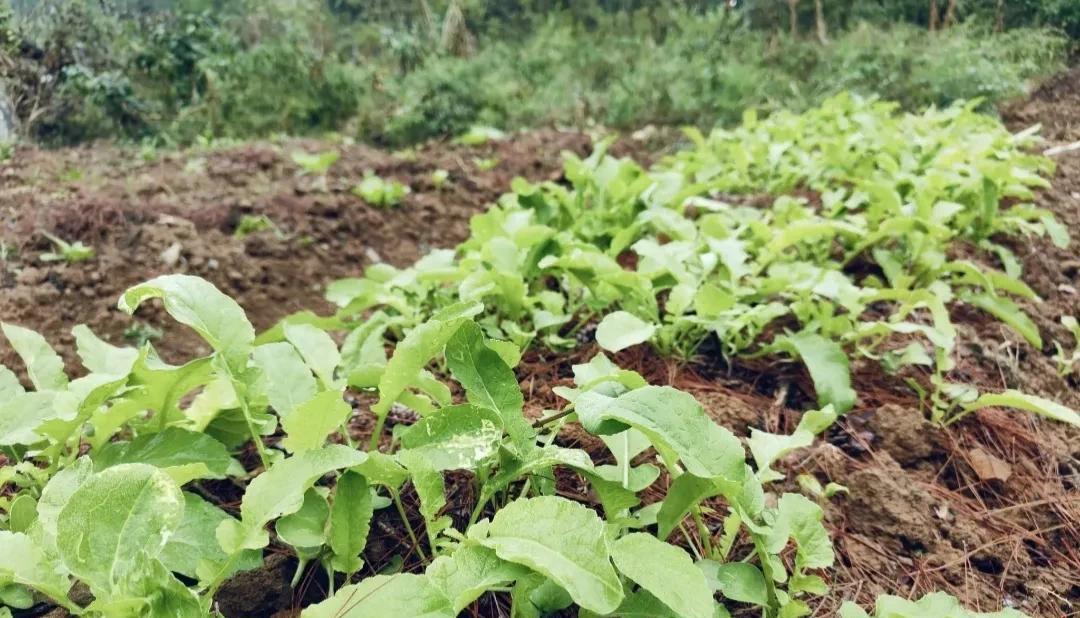 最后一次分享！白菜、萝卜、胡萝卜出苗快且齐的3个通用小技巧