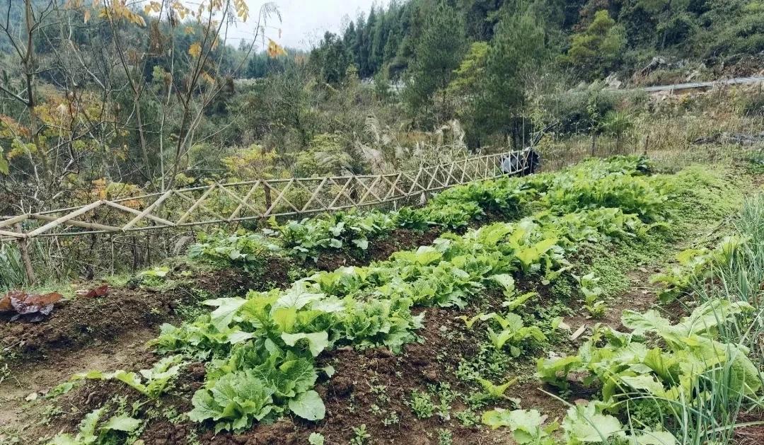 最后一次分享！白菜、萝卜、胡萝卜出苗快且齐的3个通用小技巧