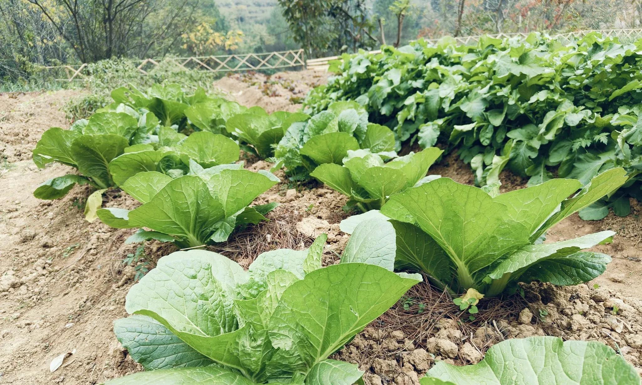 最后一次分享！白菜、萝卜、胡萝卜出苗快且齐的3个通用小技巧