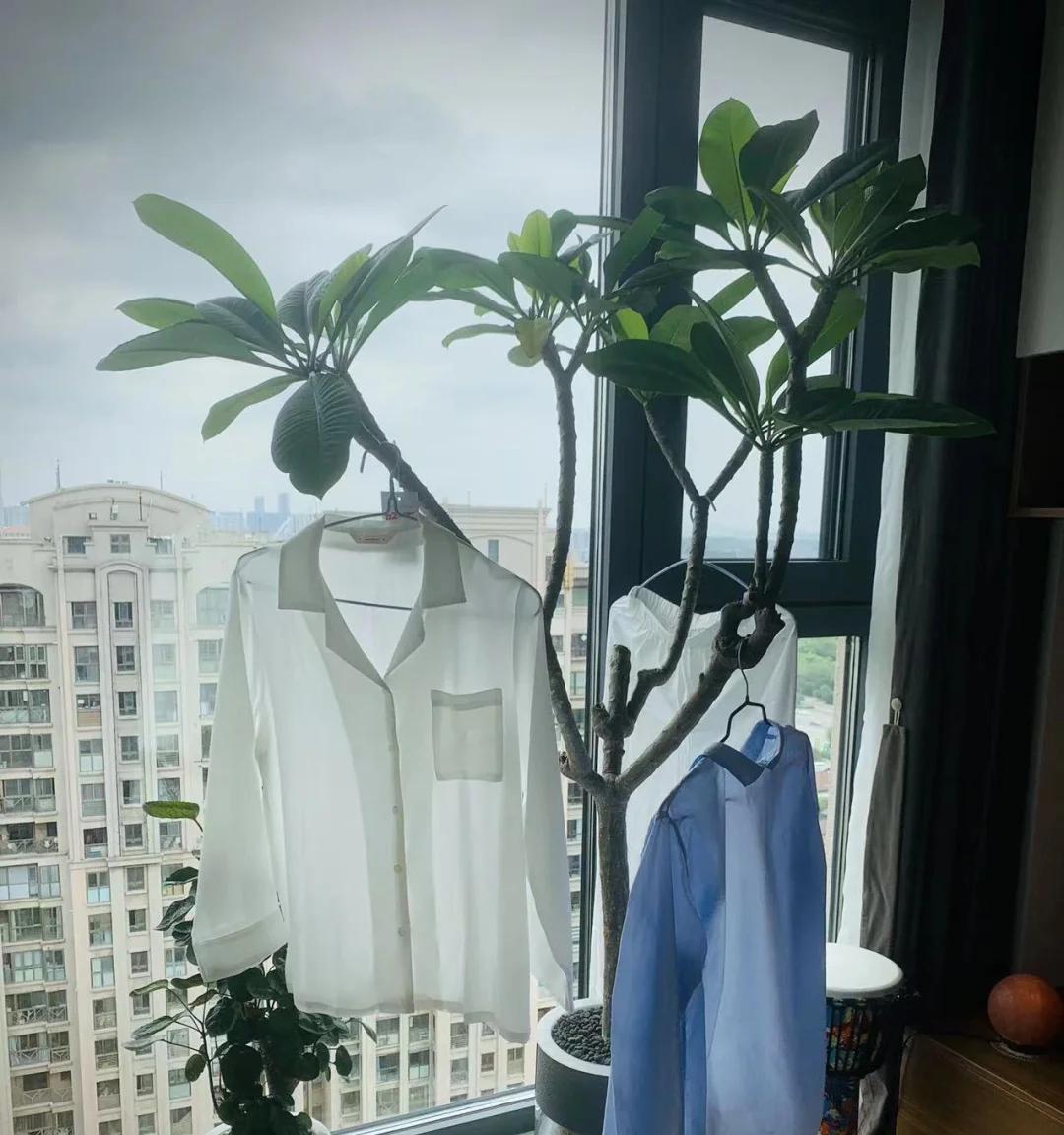 男子晒“满屋的水培花”，连香蕉树都有，网友：绿植成衣架，好牛