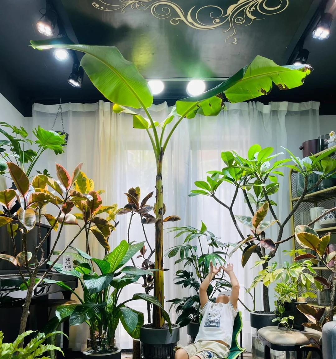 男子晒“满屋的水培花”，连香蕉树都有，网友：绿植成衣架，好牛