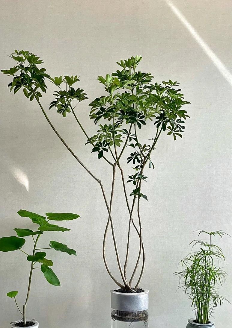 男子晒“满屋的水培花”，连香蕉树都有，网友：绿植成衣架，好牛