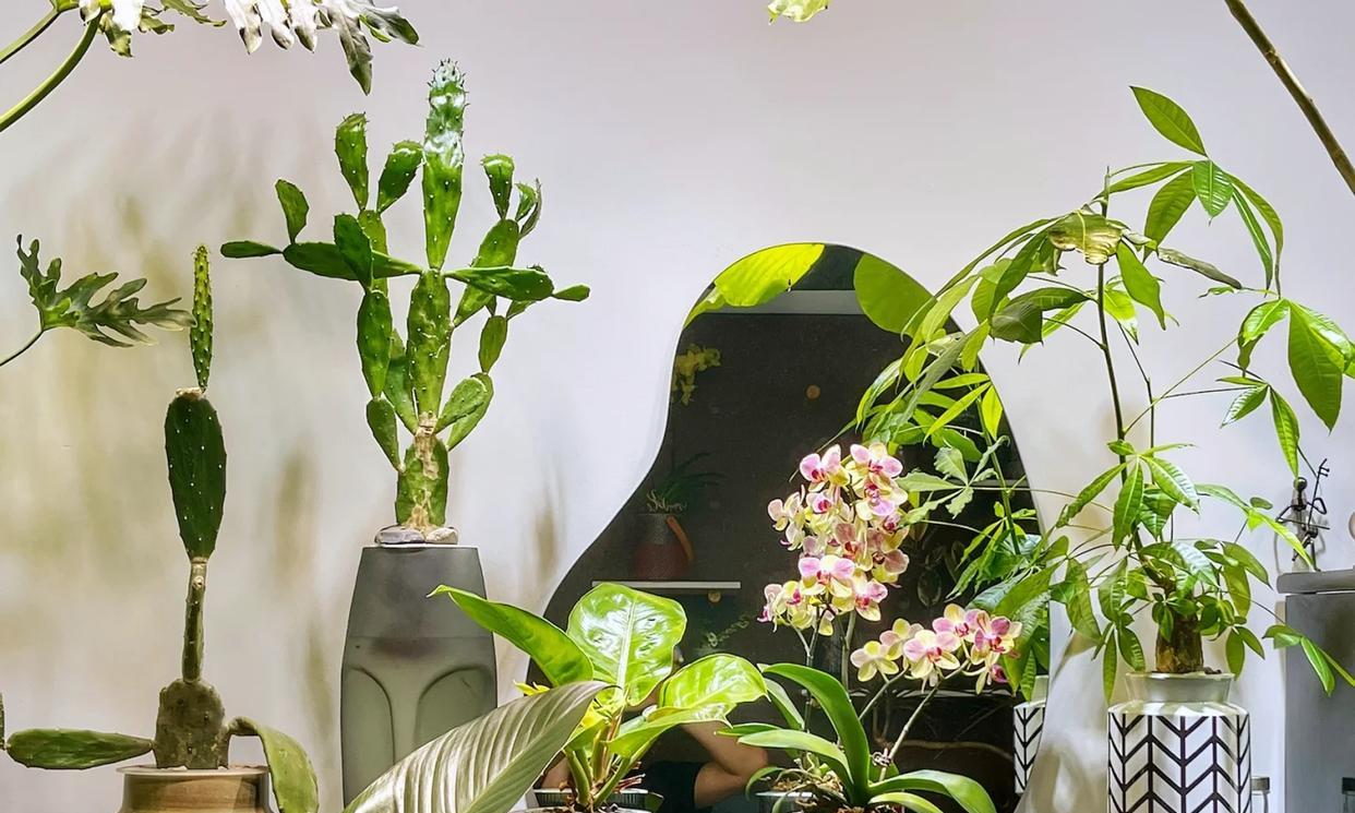 男子晒“满屋的水培花”，连香蕉树都有，网友：绿植成衣架，好牛