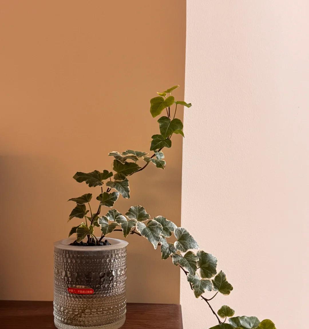 男子晒“满屋的水培花”，连香蕉树都有，网友：绿植成衣架，好牛