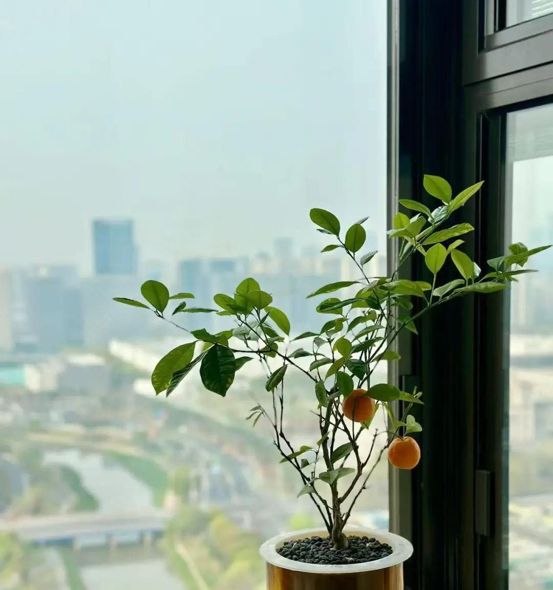 男子晒“满屋的水培花”，连香蕉树都有，网友：绿植成衣架，好牛