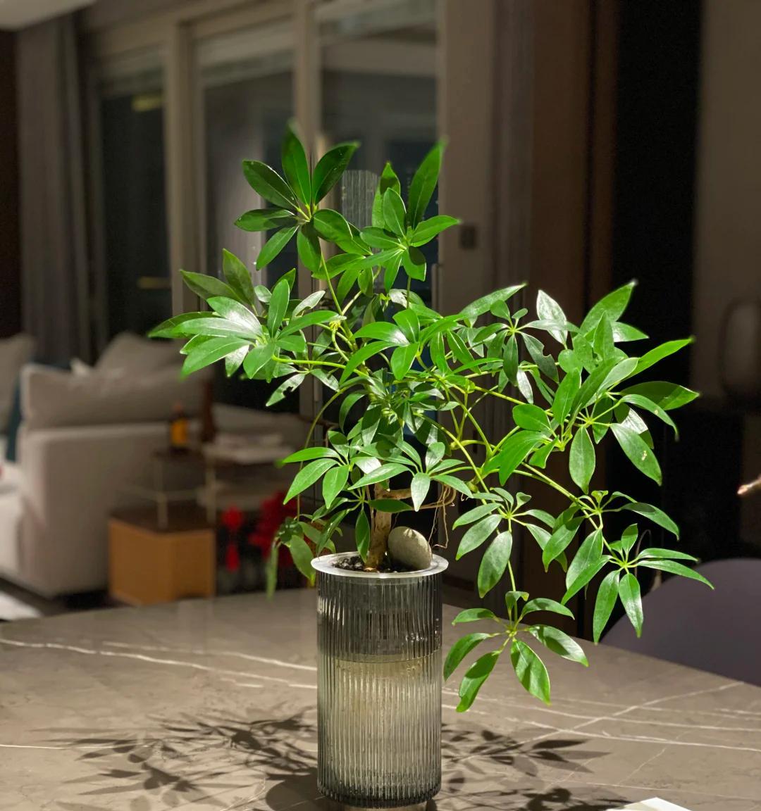 男子晒“满屋的水培花”，连香蕉树都有，网友：绿植成衣架，好牛