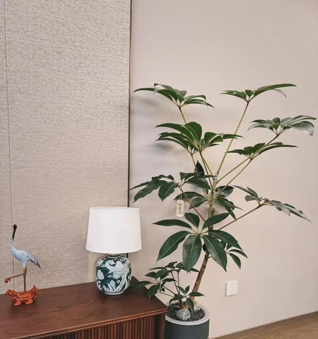 男子晒“满屋的水培花”，连香蕉树都有，网友：绿植成衣架，好牛