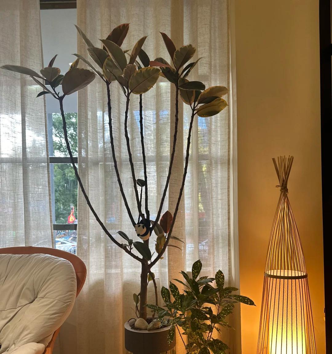 男子晒“满屋的水培花”，连香蕉树都有，网友：绿植成衣架，好牛
