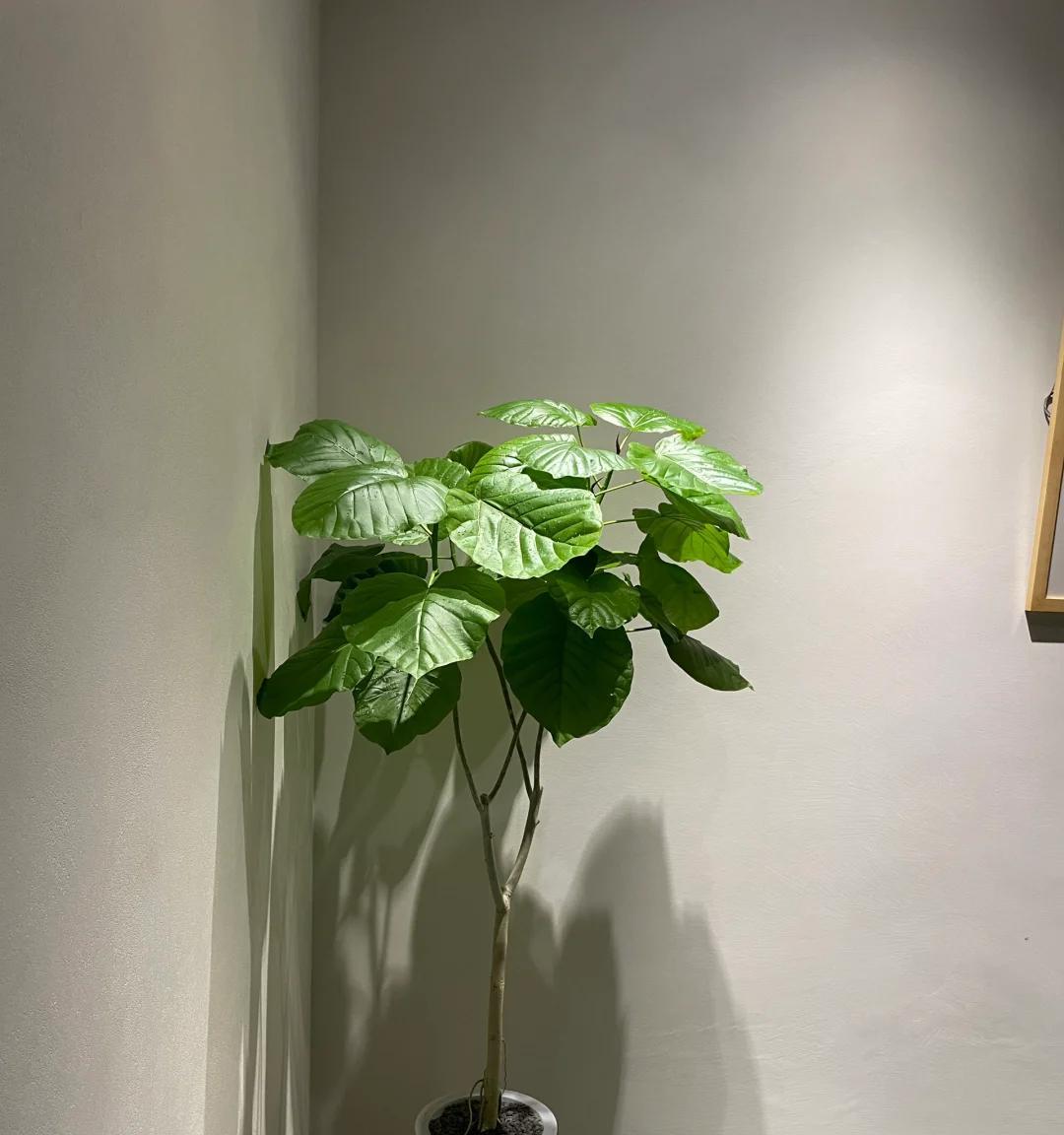 男子晒“满屋的水培花”，连香蕉树都有，网友：绿植成衣架，好牛