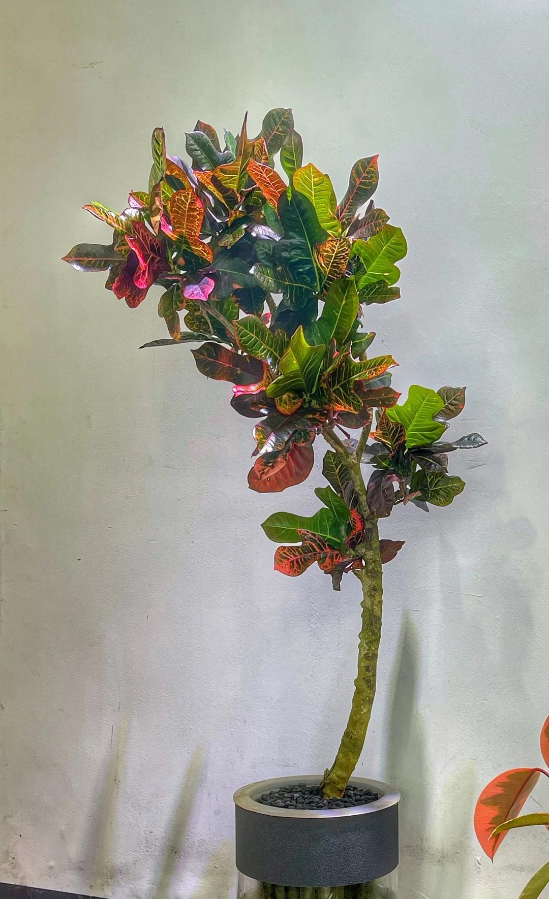 男子晒“满屋的水培花”，连香蕉树都有，网友：绿植成衣架，好牛