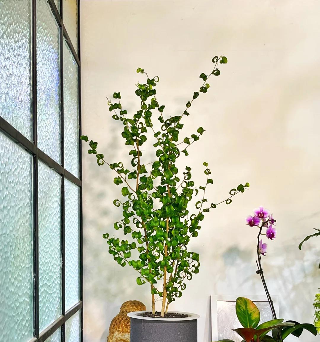 男子晒“满屋的水培花”，连香蕉树都有，网友：绿植成衣架，好牛