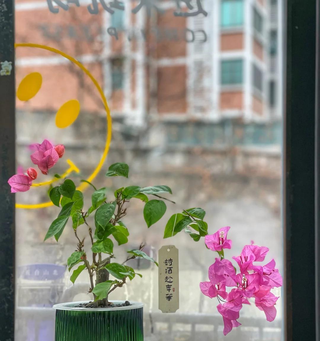 男子晒“满屋的水培花”，连香蕉树都有，网友：绿植成衣架，好牛