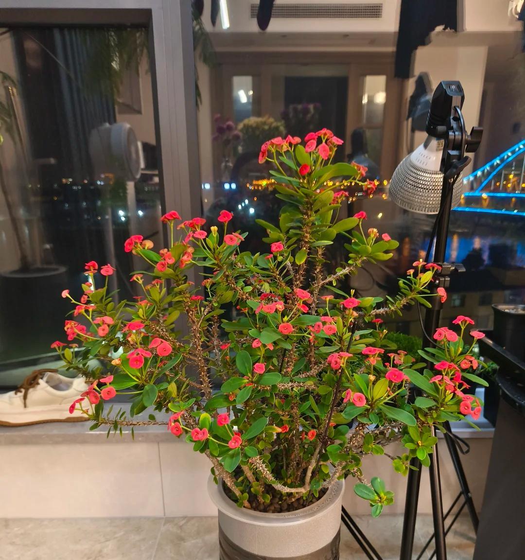 男子晒“满屋的水培花”，连香蕉树都有，网友：绿植成衣架，好牛