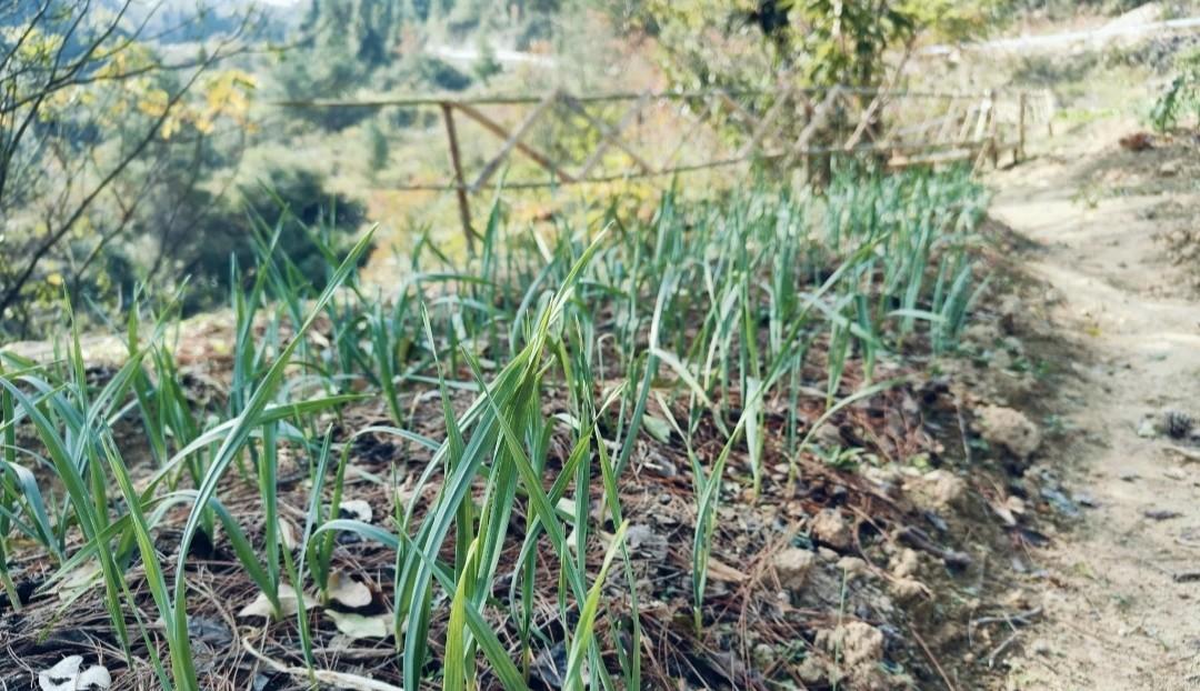 千万别按"七葱八蒜"安排葱、大蒜种植时间，很多人年年不听吃大亏