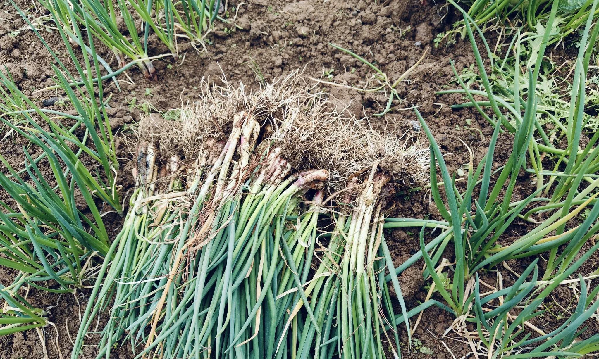 千万别按"七葱八蒜"安排葱、大蒜种植时间，很多人年年不听吃大亏