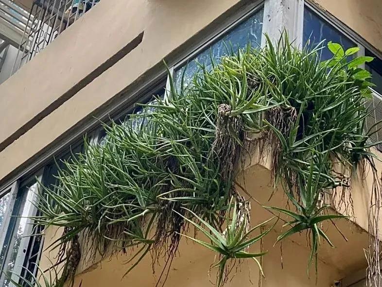 男子离家5年，阳台上的芦荟，像瀑布好震撼，网友：莫不是成精了