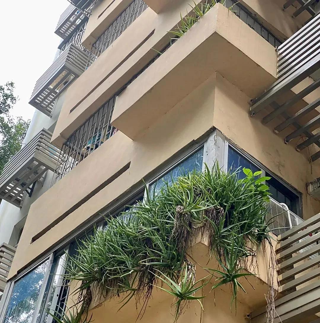 男子离家5年，阳台上的芦荟，像瀑布好震撼，网友：莫不是成精了