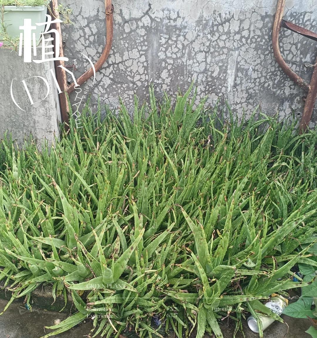 男子离家5年，阳台上的芦荟，像瀑布好震撼，网友：莫不是成精了