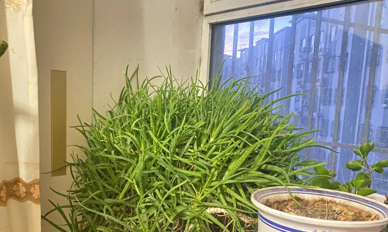 男子离家5年，阳台上的芦荟，像瀑布好震撼，网友：莫不是成精了