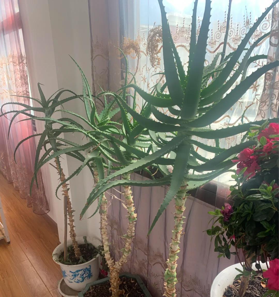 男子离家5年，阳台上的芦荟，像瀑布好震撼，网友：莫不是成精了