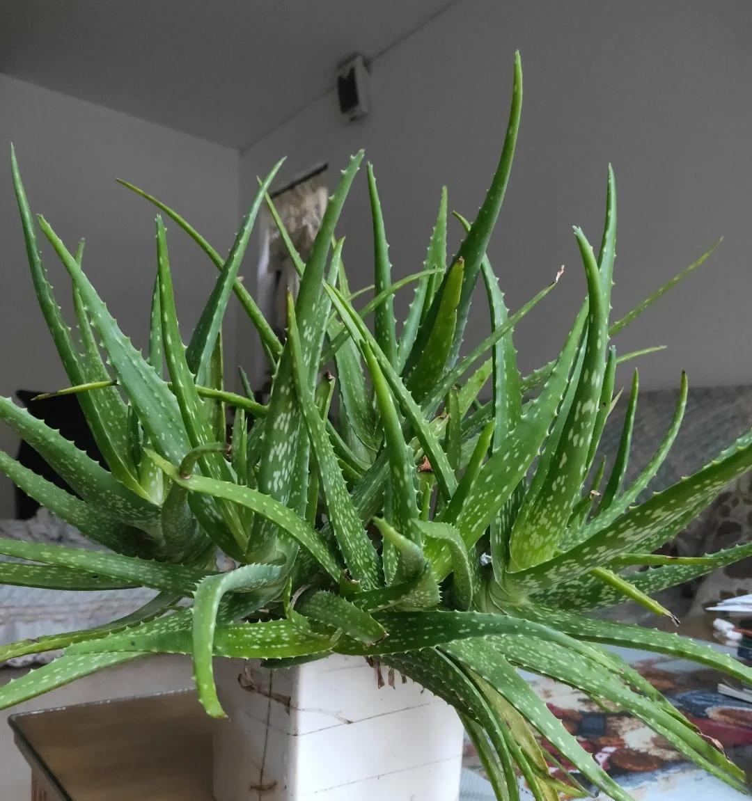 男子离家5年，阳台上的芦荟，像瀑布好震撼，网友：莫不是成精了