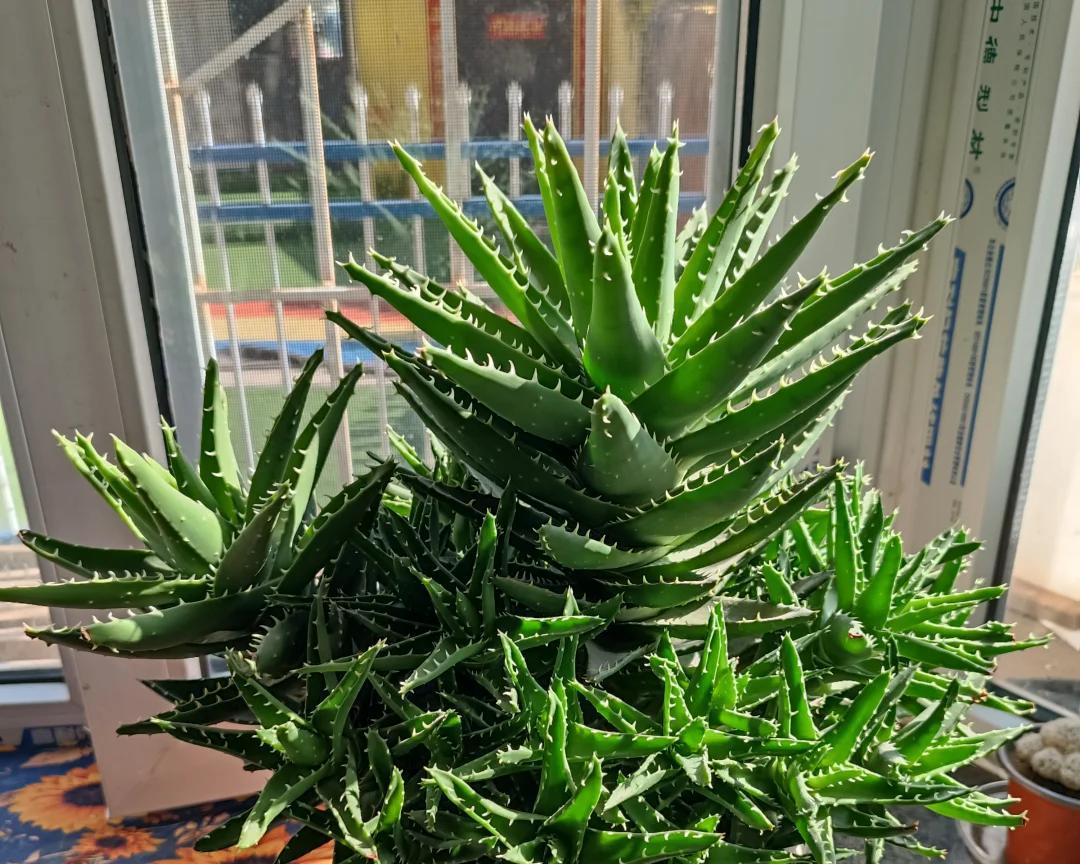 男子离家5年，阳台上的芦荟，像瀑布好震撼，网友：莫不是成精了