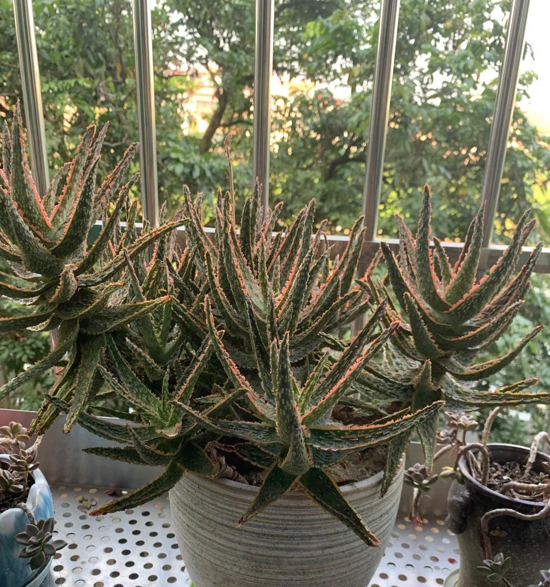 男子离家5年，阳台上的芦荟，像瀑布好震撼，网友：莫不是成精了