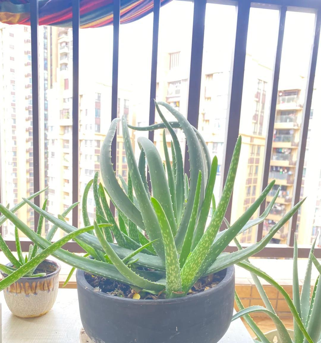 男子离家5年，阳台上的芦荟，像瀑布好震撼，网友：莫不是成精了