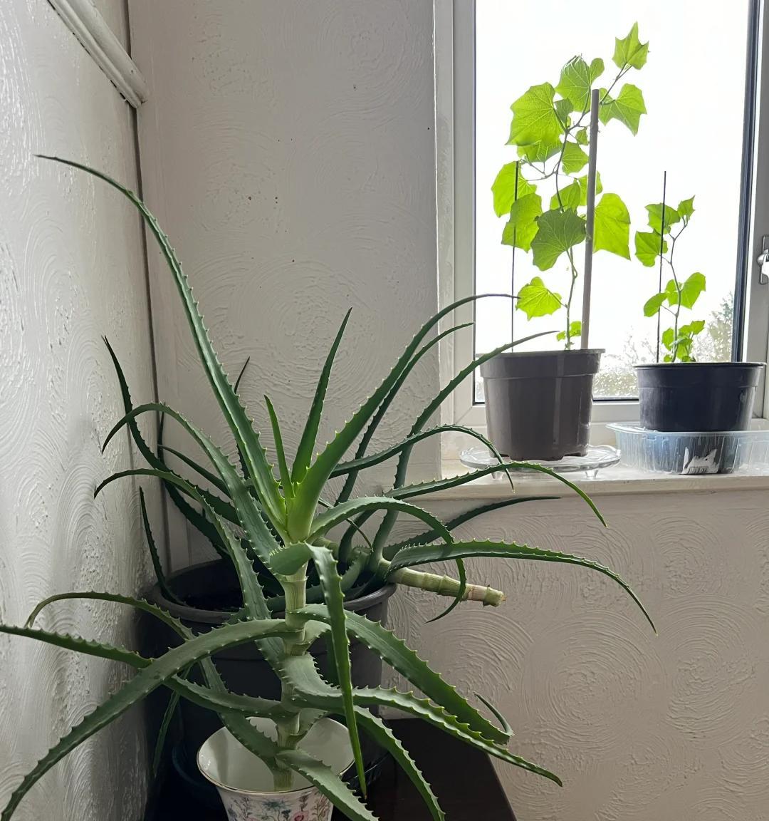 男子离家5年，阳台上的芦荟，像瀑布好震撼，网友：莫不是成精了