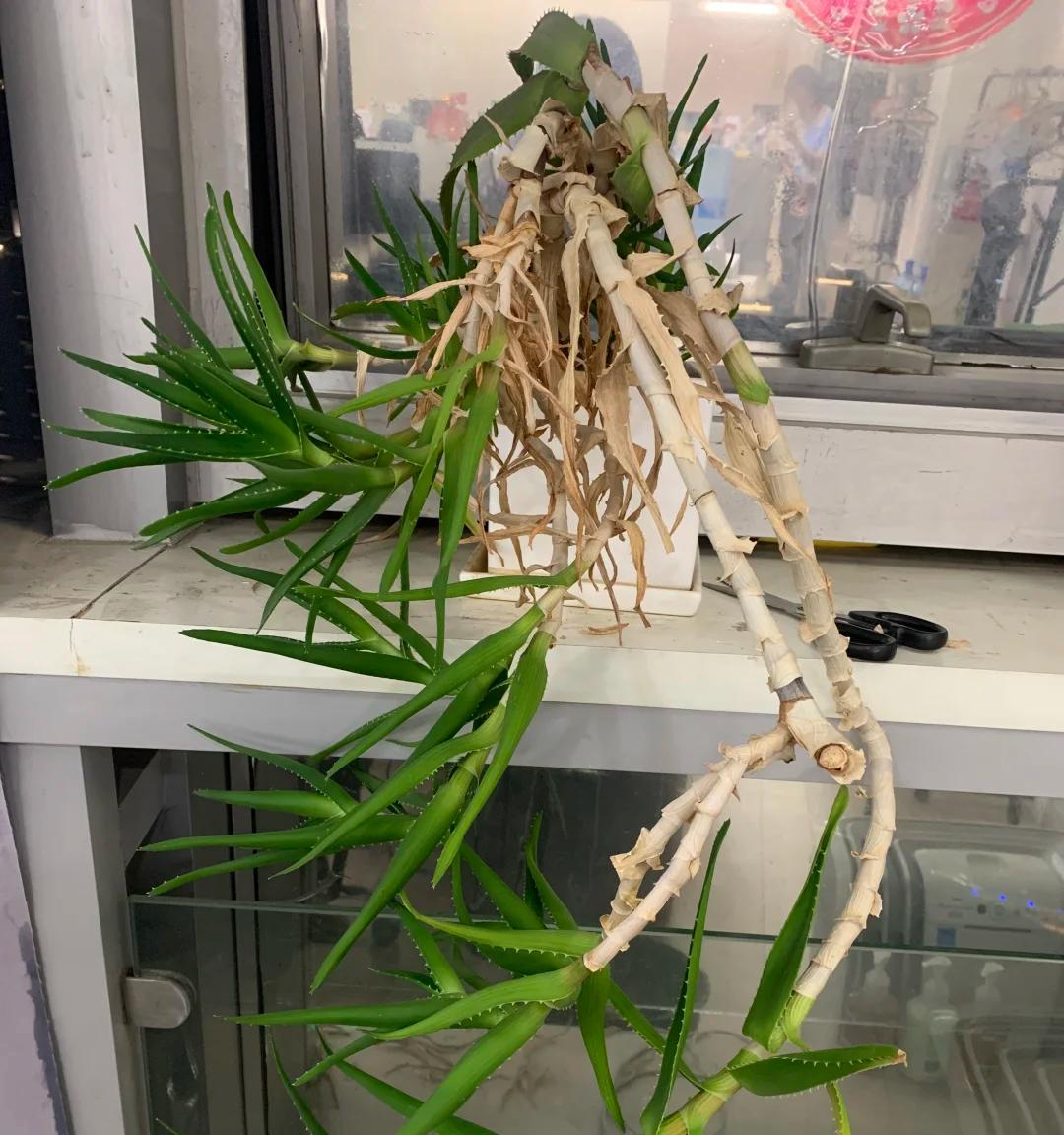 男子离家5年，阳台上的芦荟，像瀑布好震撼，网友：莫不是成精了
