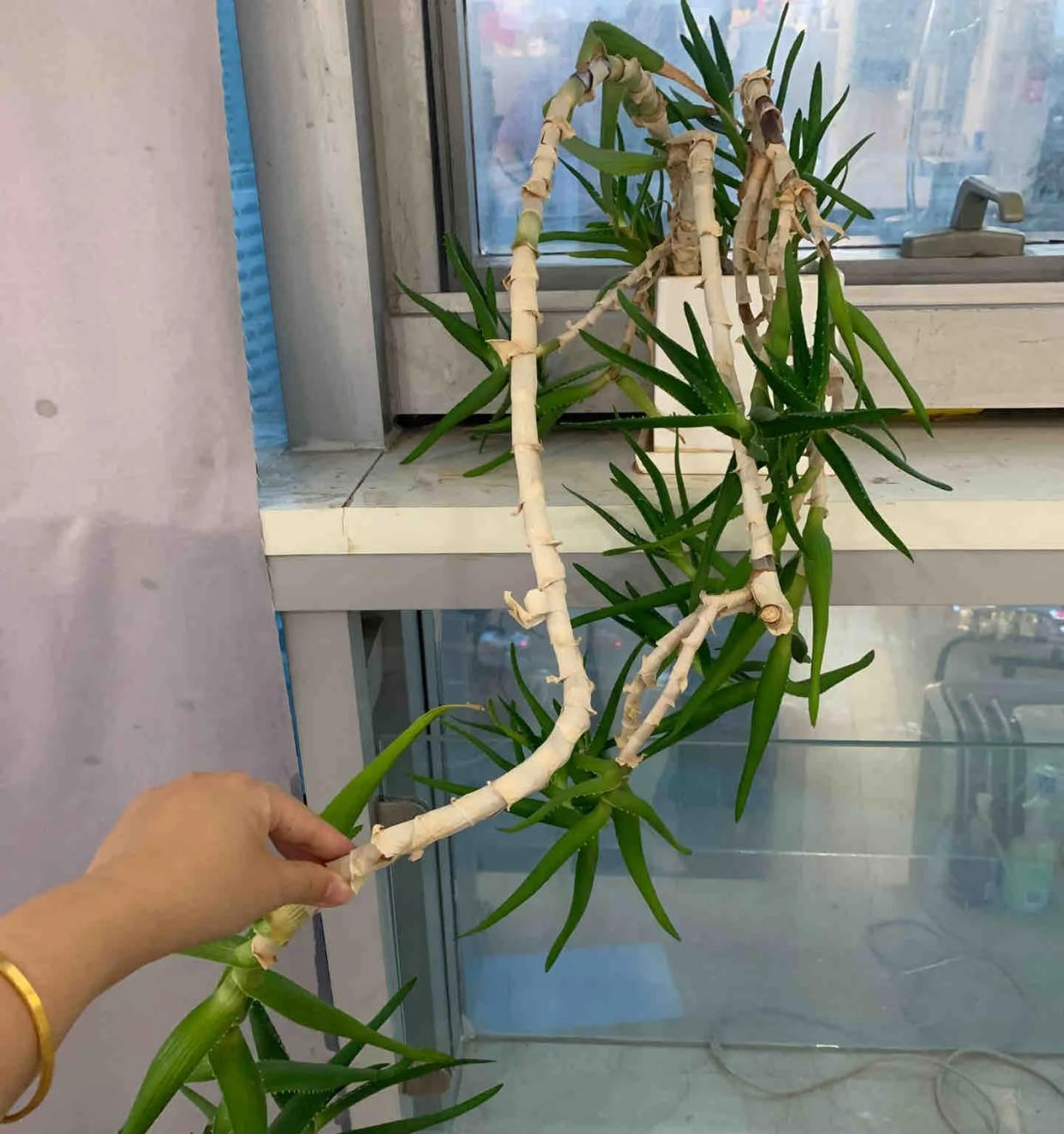 男子离家5年，阳台上的芦荟，像瀑布好震撼，网友：莫不是成精了