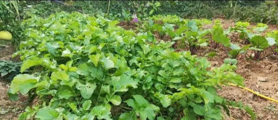 9月种菜忙，不管南方北方，这些秋冬季蔬菜要抓紧种植了