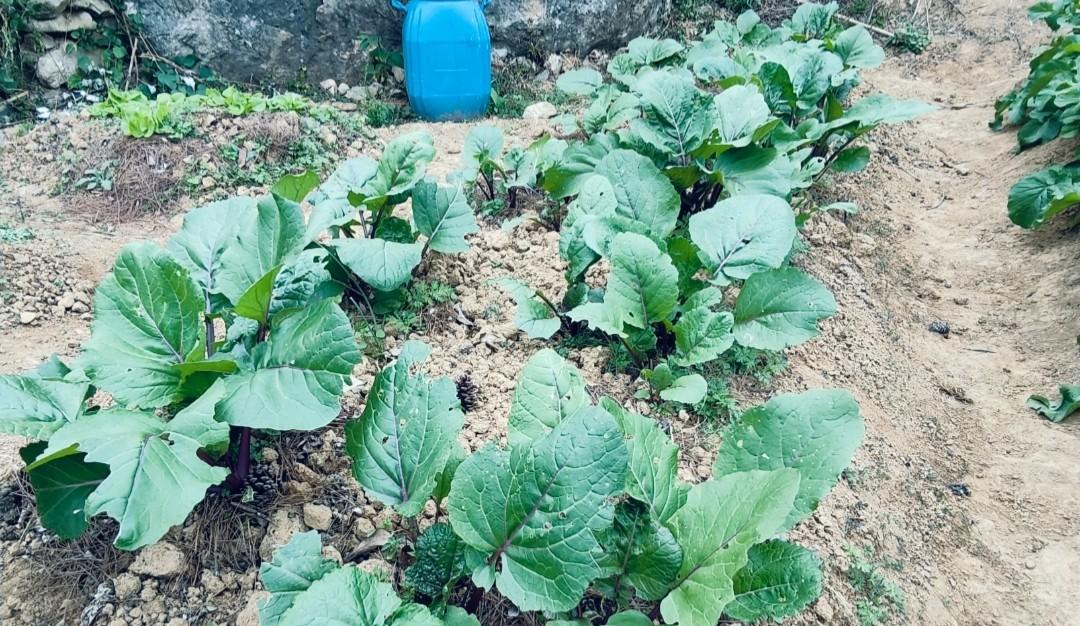9月种菜忙，不管南方北方，这些秋冬季蔬菜要抓紧种植了