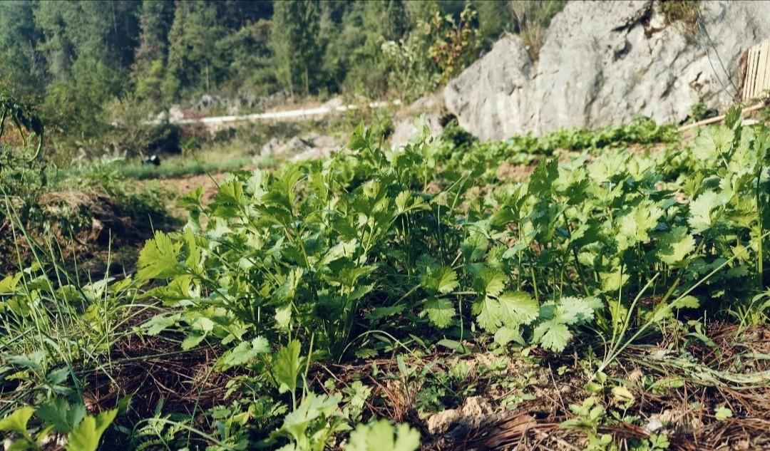 9月种菜忙，不管南方北方，这些秋冬季蔬菜要抓紧种植了