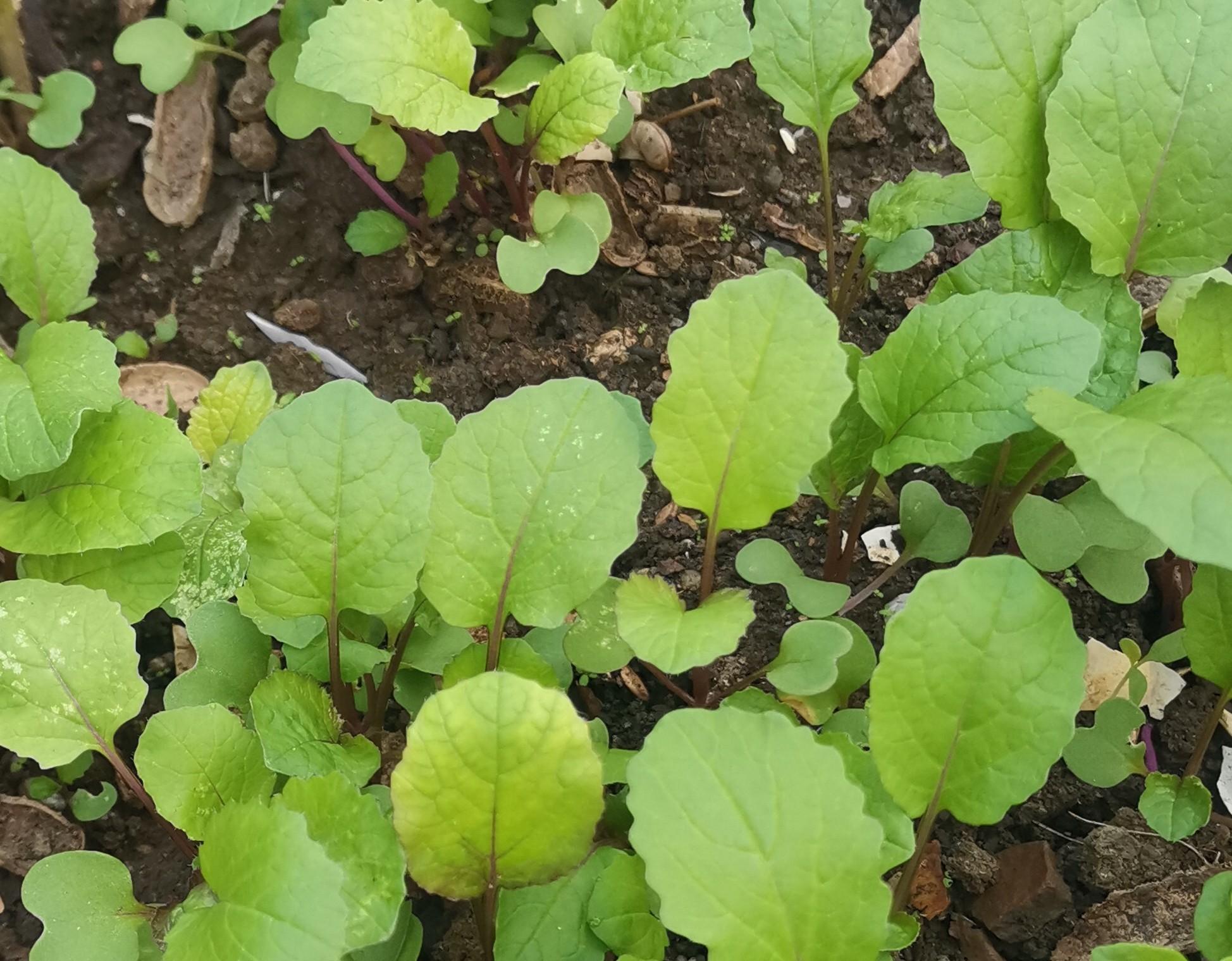 9月种菜忙，不管南方北方，这些秋冬季蔬菜要抓紧种植了