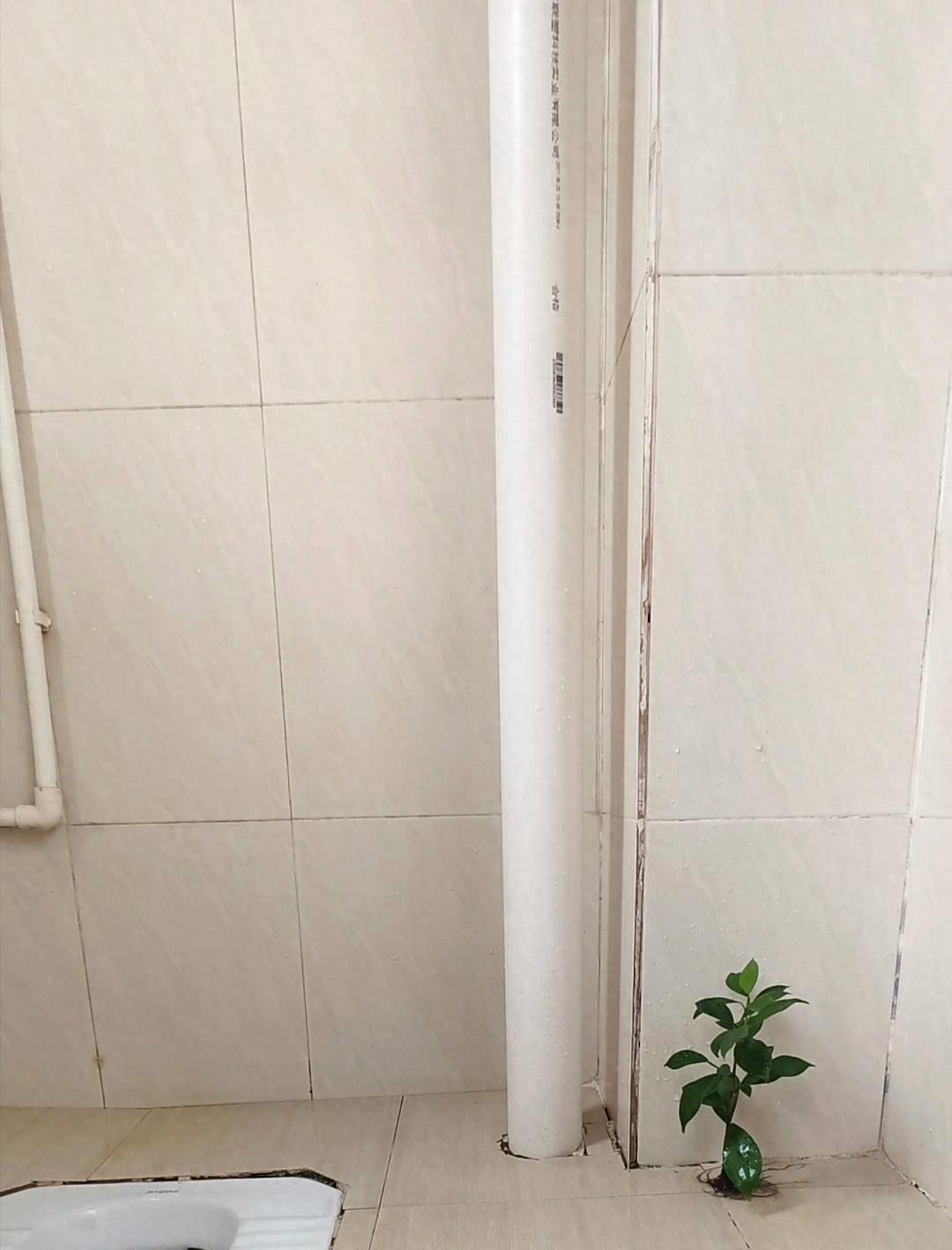 男子租房一年“厕所冒出一棵树”，好开心，网友：快拔掉，能拆房