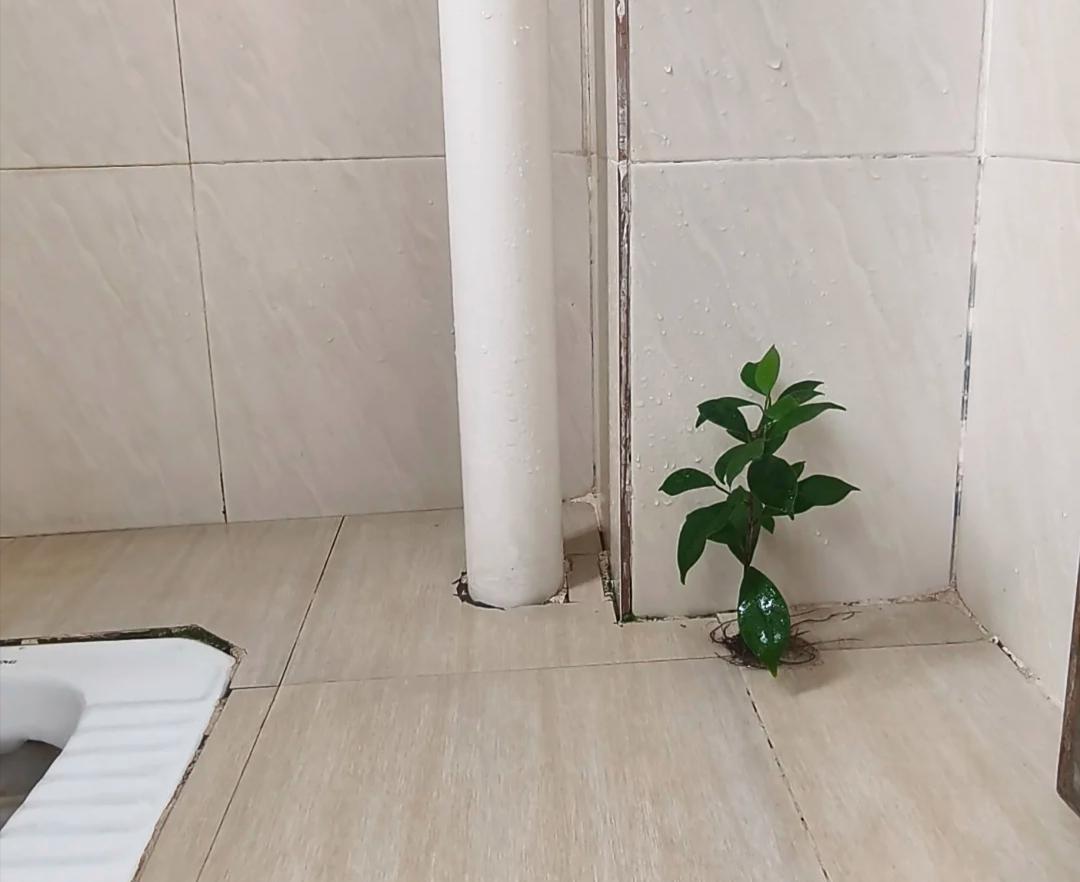 男子租房一年“厕所冒出一棵树”，好开心，网友：快拔掉，能拆房