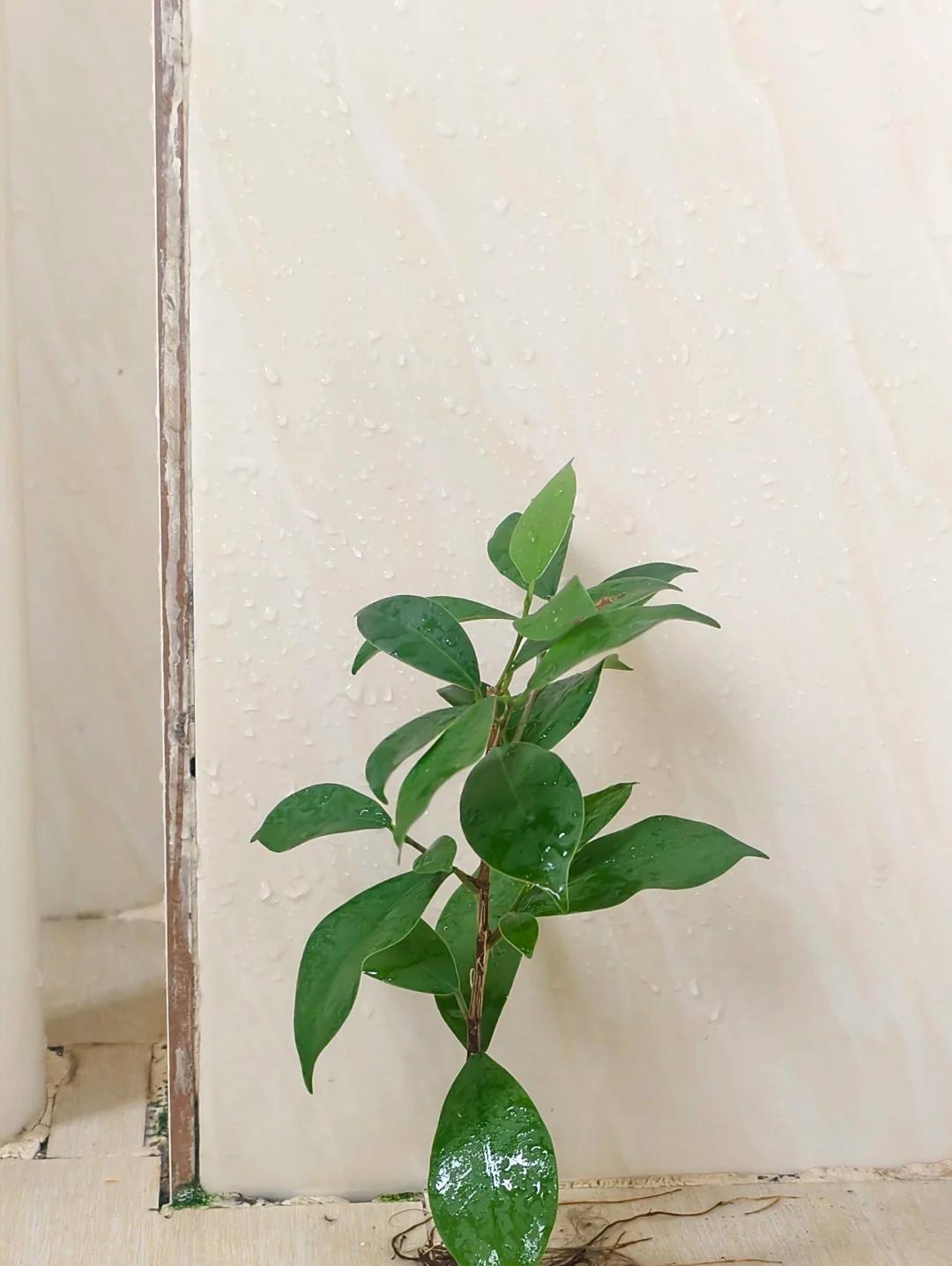 男子租房一年“厕所冒出一棵树”，好开心，网友：快拔掉，能拆房